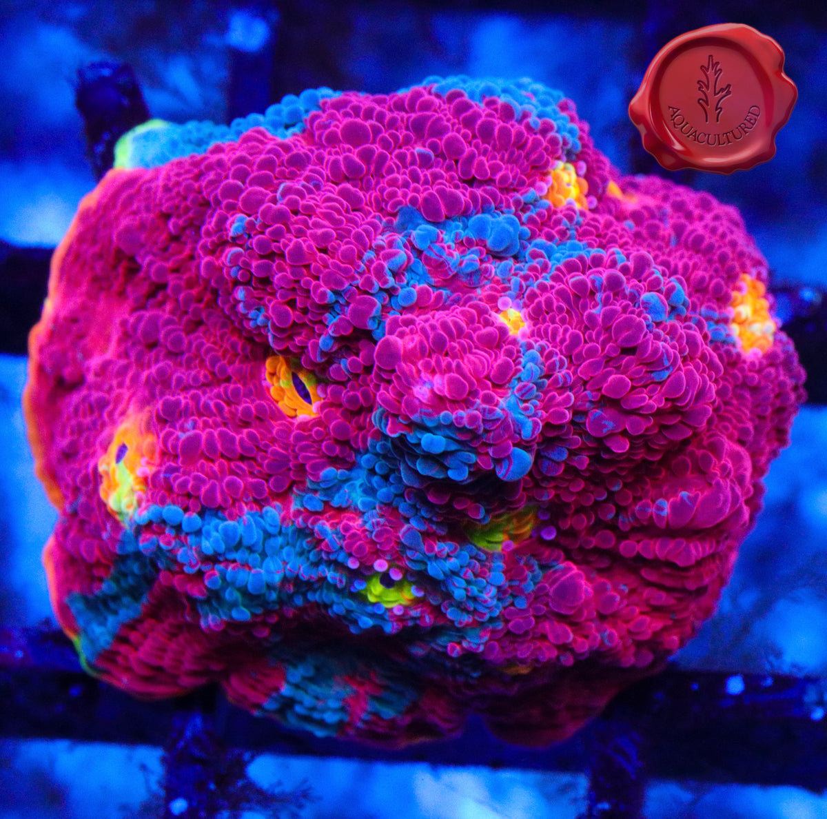 Dynamite Rainbow Chalice 2C - WYSIWYG main image 1