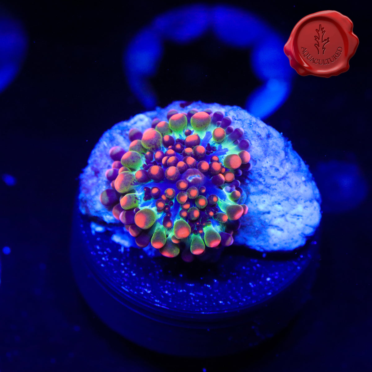 OG Godzilla Bounce Mushroom 01 – Black Label Aquatics
