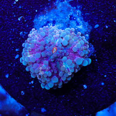 Indo Yuma Mushroom 01 - 1/2”