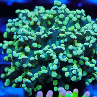 Green OctoSpawn