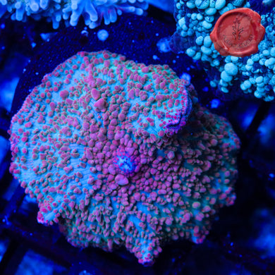 BLA Red Sprinkles Mushroom 02 - 1.5”