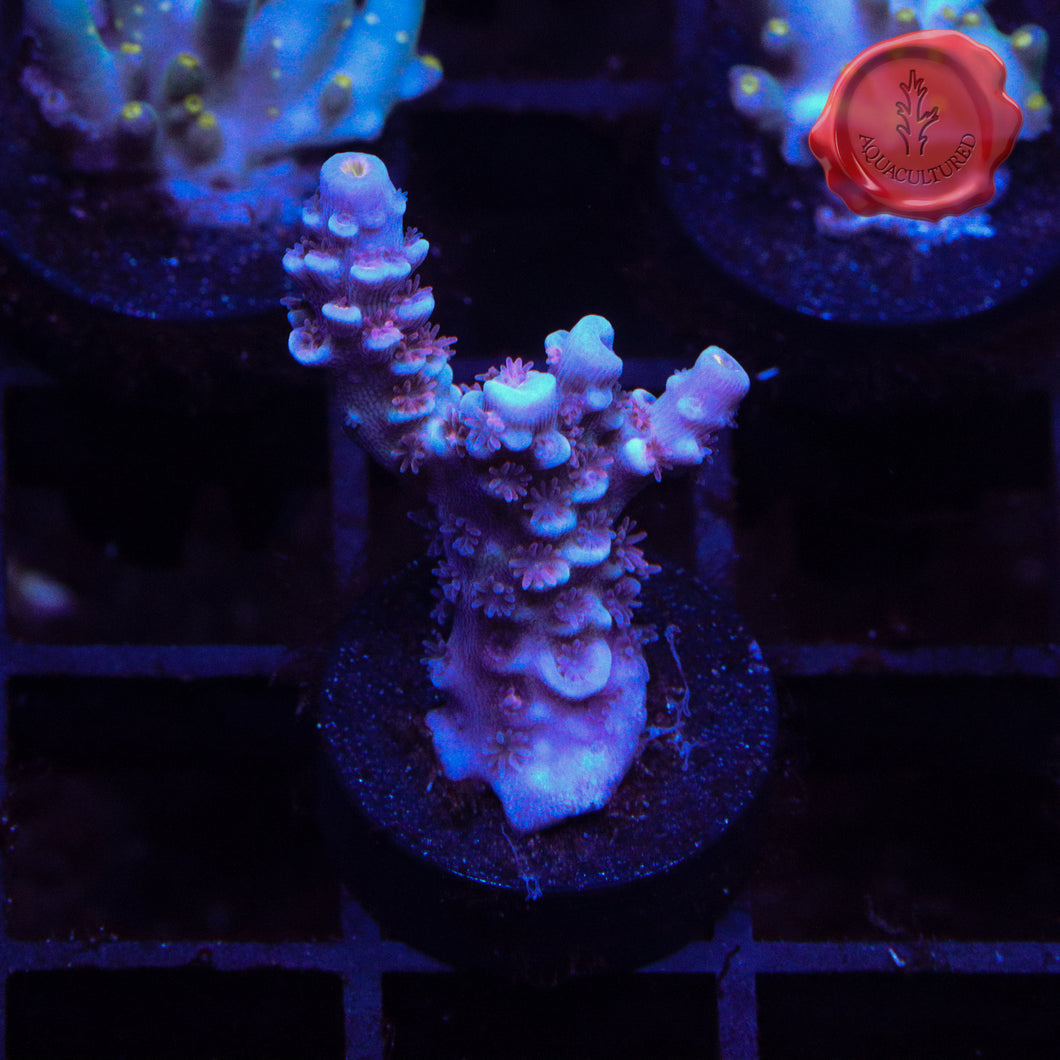 RRC LV 01