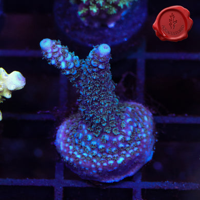 Raising Reefs Blue Flame 03