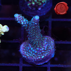 Raising Reefs Blue Flame 03