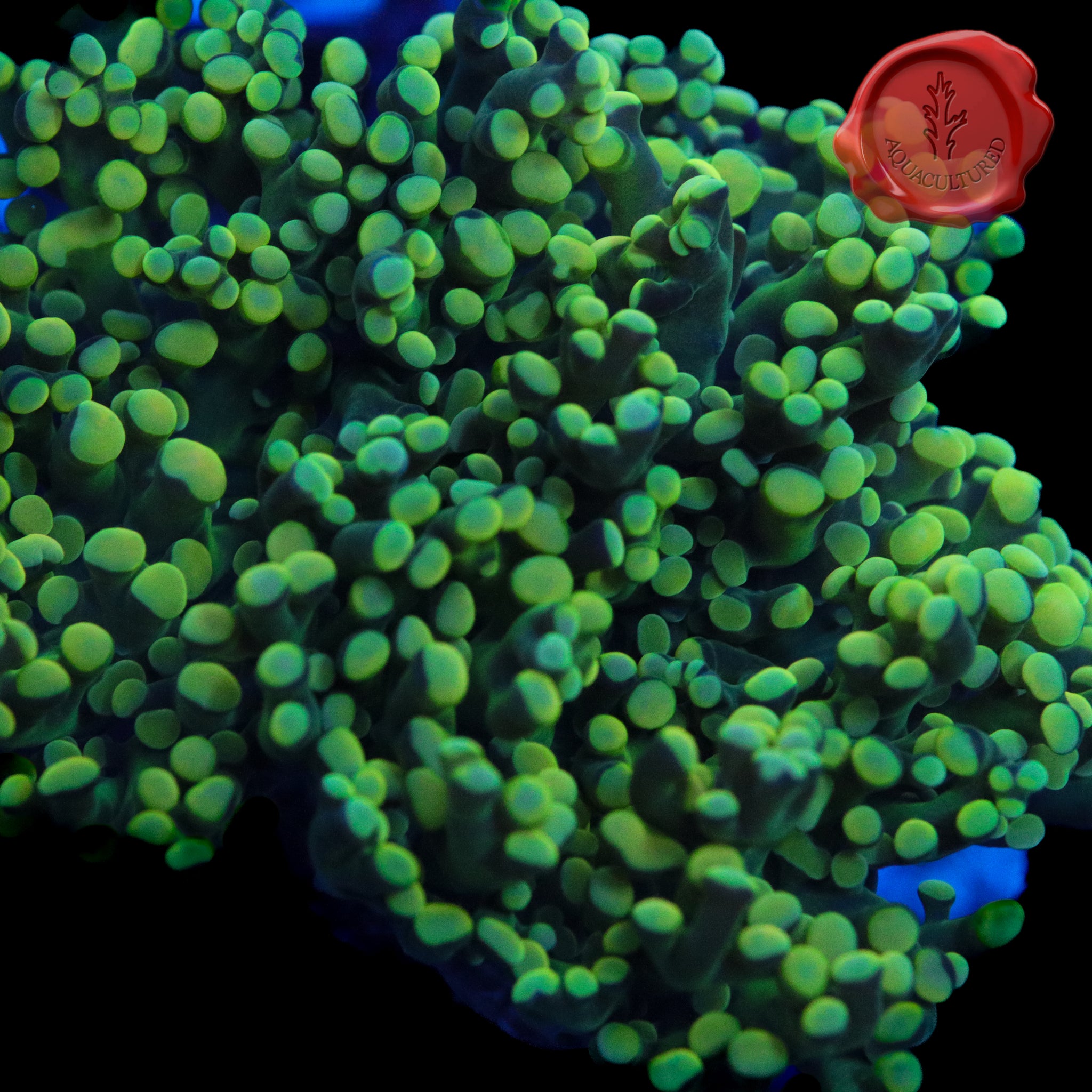 Green Tip Frogspawn 03 - 2 head – Black Label Aquatics