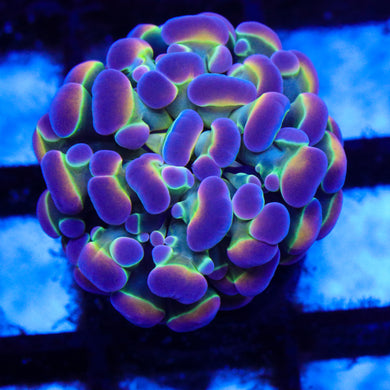 Rainbow Hologram Hammer 01