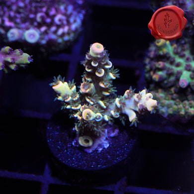 BKChem Fruit Loops 01