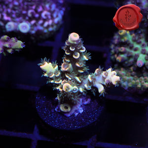 BKChem Fruit Loops 01