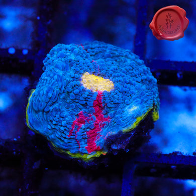 SC Rainbow Dynamite Chalice 03