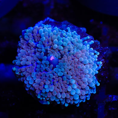 Florida Ricordea Mushroom 05 - 1”