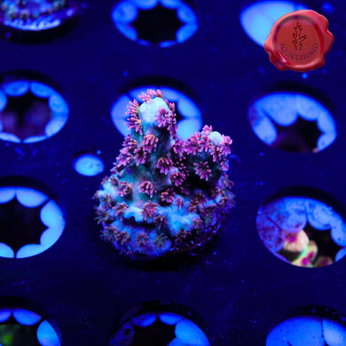 BKChem Red Wedding 05