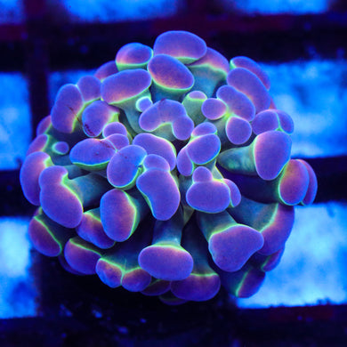 Rainbow Hologram Hammer 02