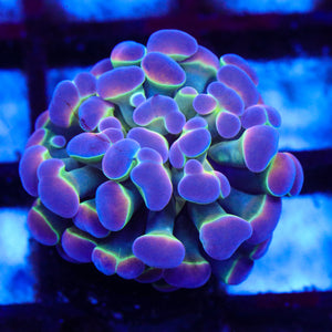 Rainbow Hologram Hammer 02