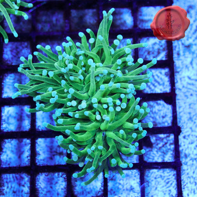Green Torch 01 - two heads