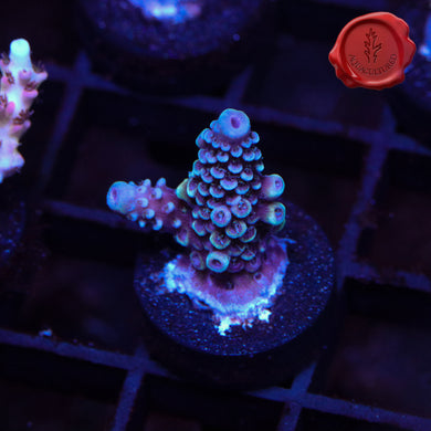 Raising Reefs Blue Flame 01