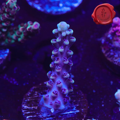 RRU Kraken