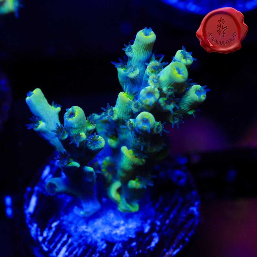 BKChem Grafted King 01