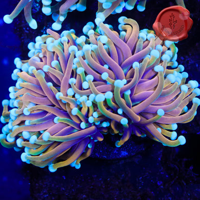 BLA Eternal Sunshine Spawn Torch 02