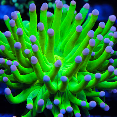 Pink Tip Malaysian Torch