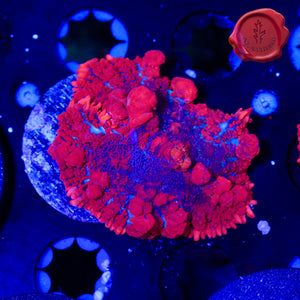 BLA Racy Red Bounce Mushroom 02 - 2”