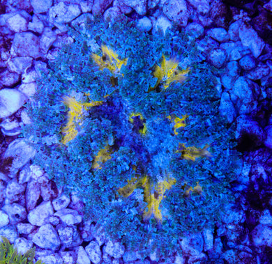 Rock Flower Anemone 06