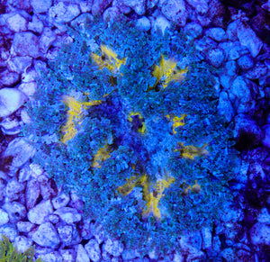 Rock Flower Anemone 06