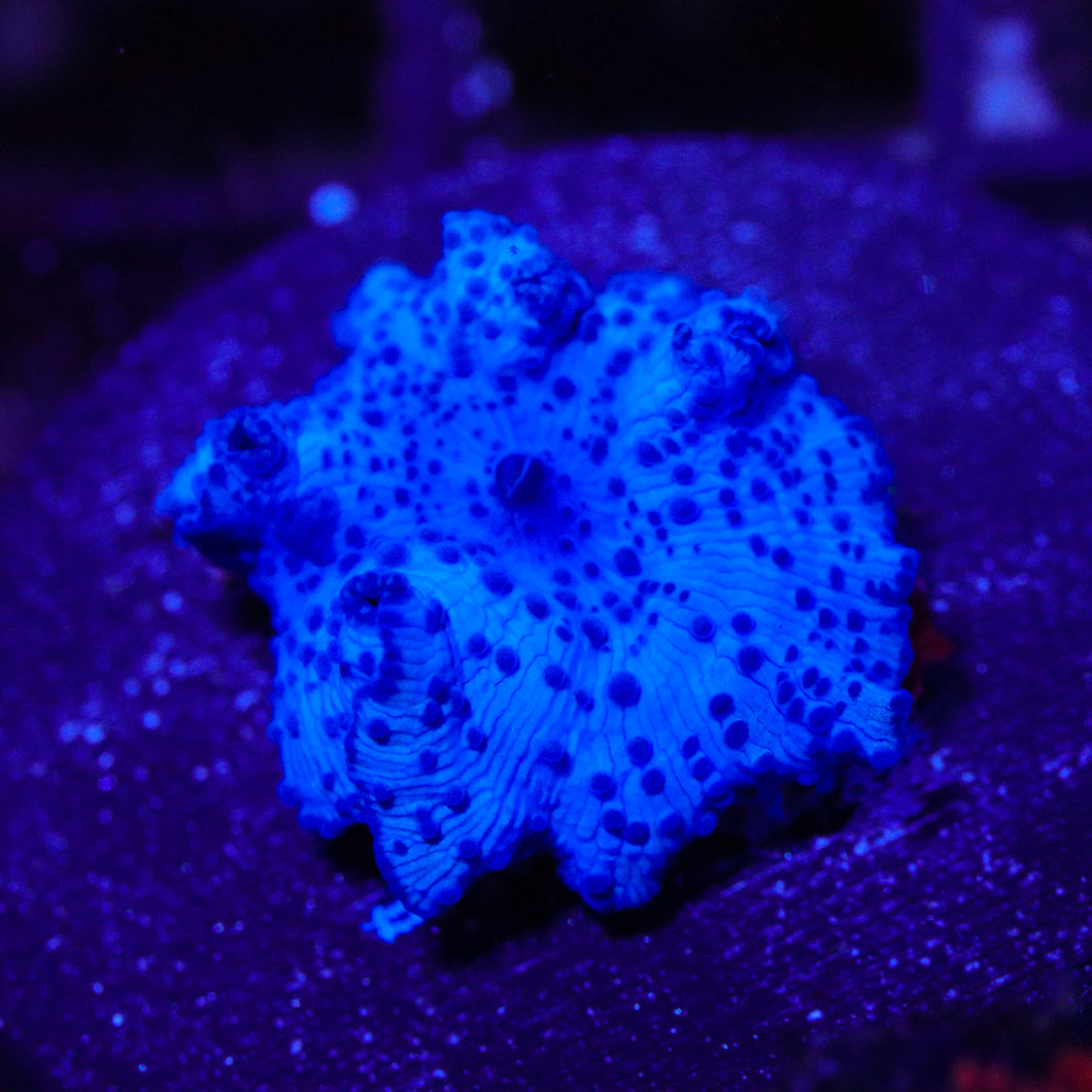 Blue Spotted Disco Mushroom 02 - 1”