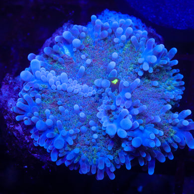 Rainbow Deepwater Yuma Mushroom - 1.75-2”