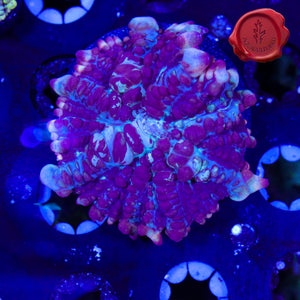 Juggernaut Bounce Mushroom
