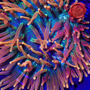 Colorado Sunburst Anemone 01 - 3” across