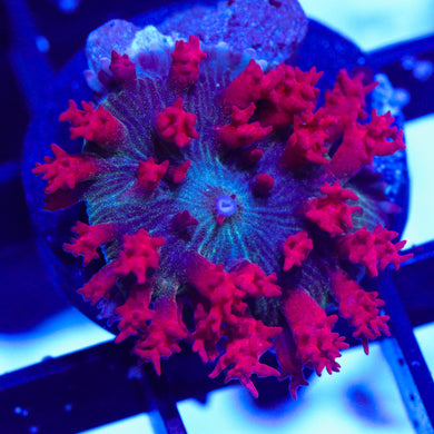 Red St. Thomas Mushroom 02