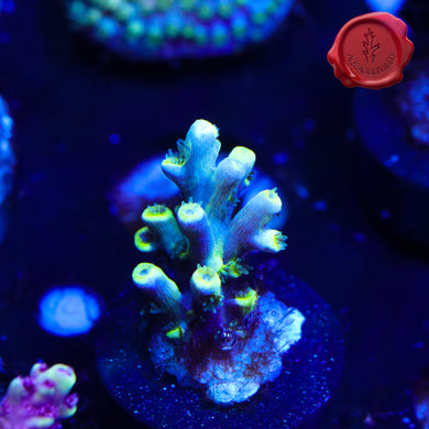 BKChem Grafted King 02