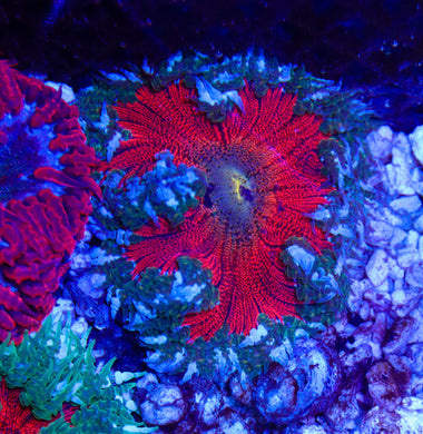 Rock Flower Anemone 05