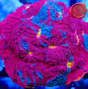 SC Rainbow Dynamite Chalice 02 - large