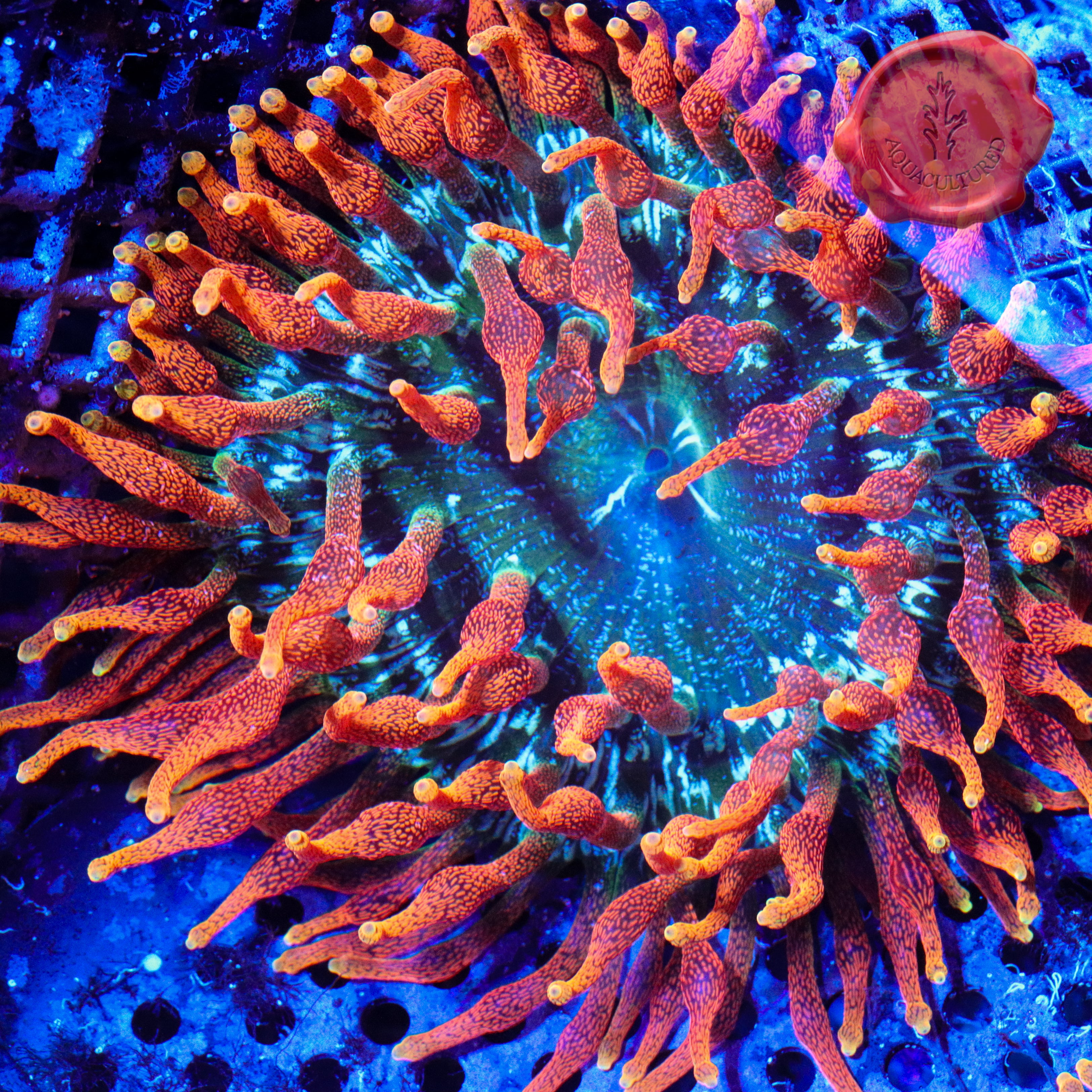 anemone John Sorkness is the God of Gig Anemones | Reef Builders | The