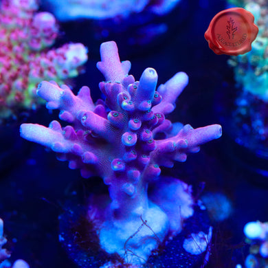RMF Candyland - large frag