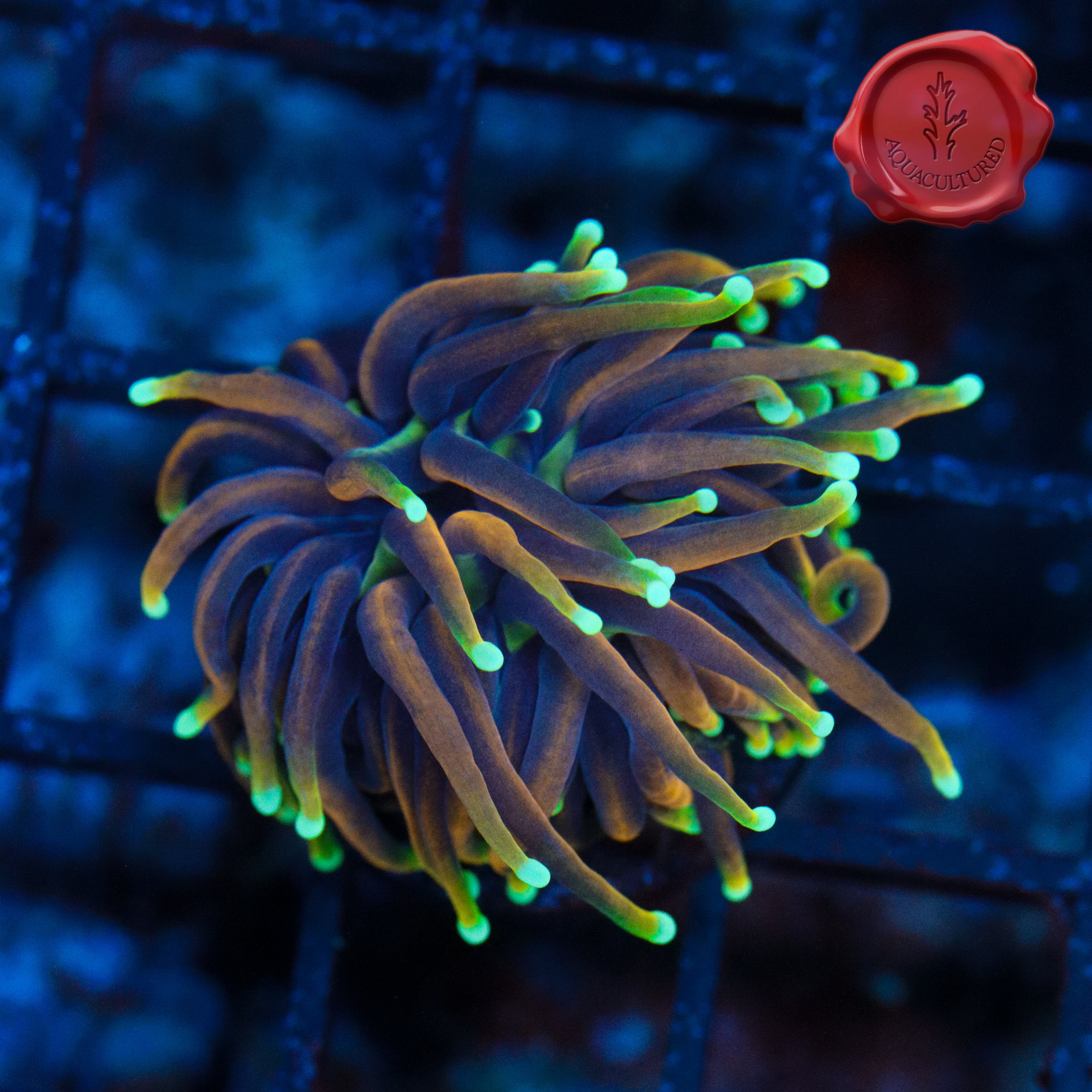 CC 21 Tails Torch 02 – Black Label Aquatics