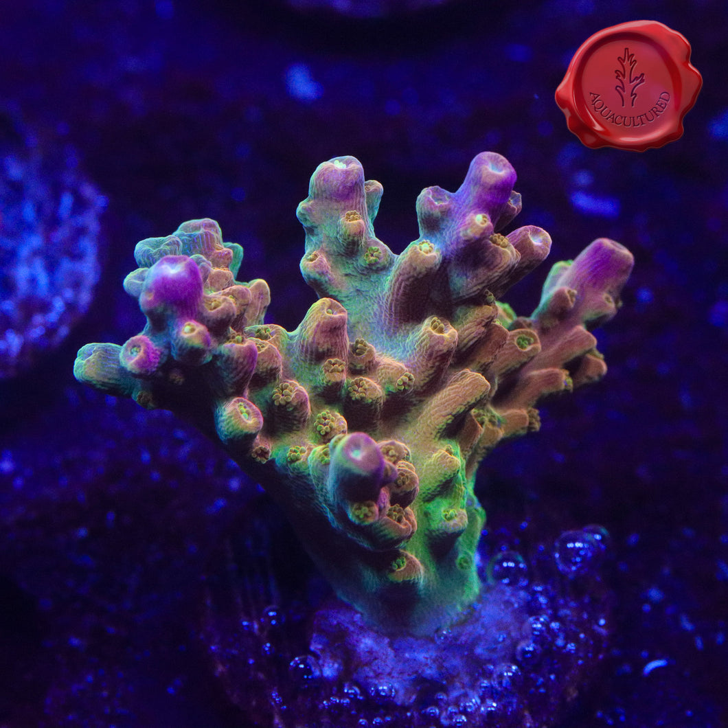 ARC Master Yoda Black Label Aquatics