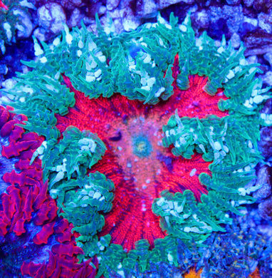 Rock Flower Anemone 03