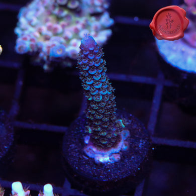 Raising Reefs Blue Flame 02