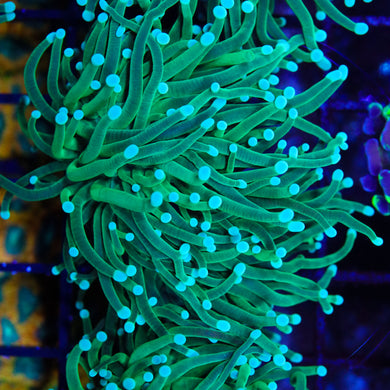 Green Torch 04