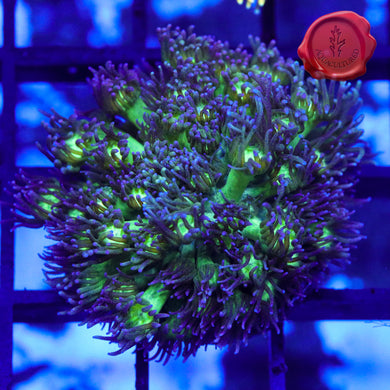 Green Glitter Tip Goni 03 - large frag