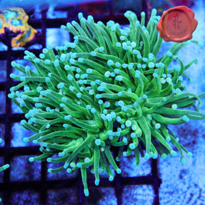 Green Torch 02 - three heads