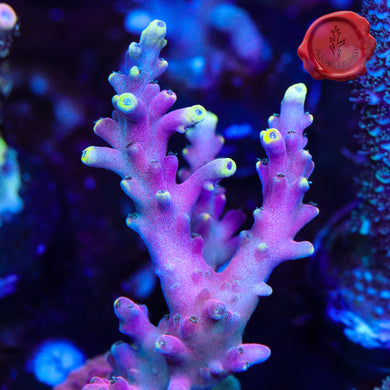 RMF Candyland - large frag