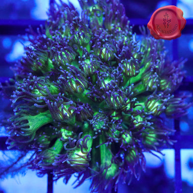 Green Glitter Tip Goni 02 - large frag