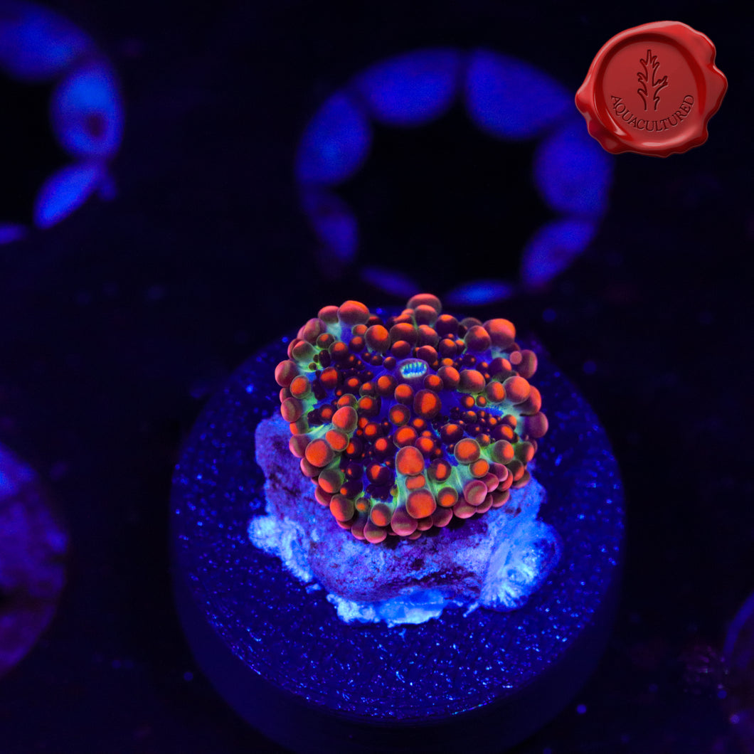 OG Godzilla Bounce Mushroom 01 - 1/2”