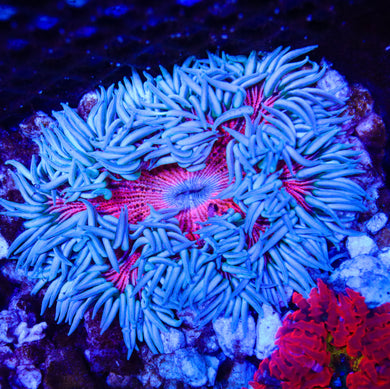 Rock Flower Anemone 02