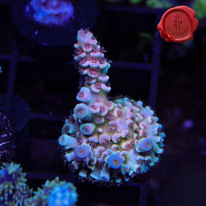 BKChem Red Wedding 01