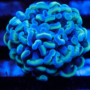Indo Sky Blue Hammer