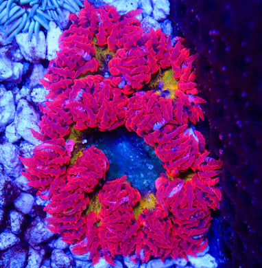 Rock Flower Anemone 04
